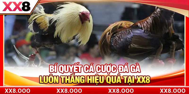 Bí quyết cá cược đá gà luôn thắng hiệu quả tại XX8