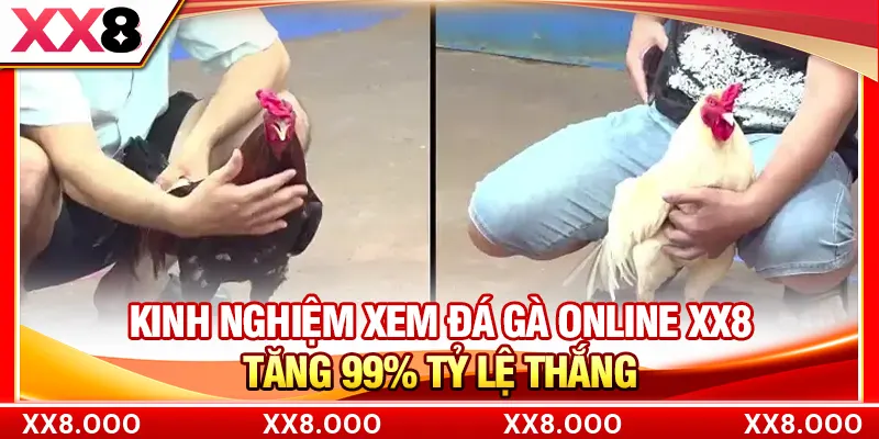 Kinh Nghiệm Xem Đá Gà Online XX8 | Tăng 99% Tỷ Lệ Thắng