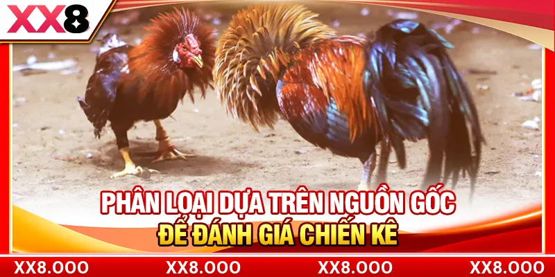 Phân loại dựa trên nguồn gốc để đánh giá chiến kê