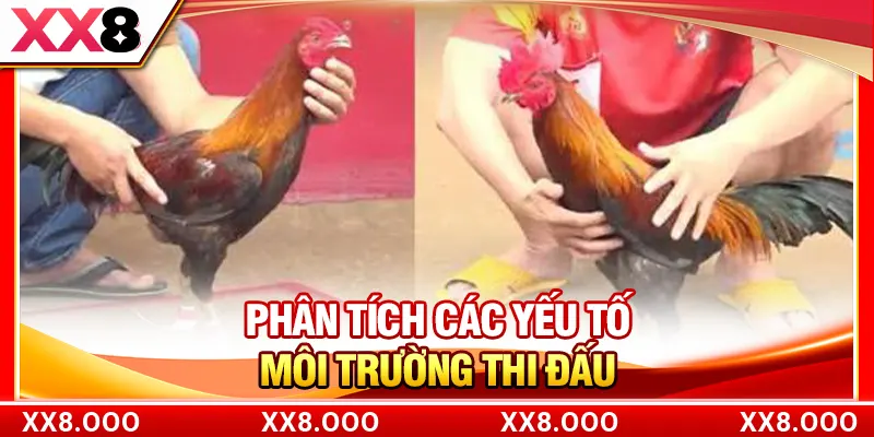 Phân tích các yếu tố môi trường thi đấu