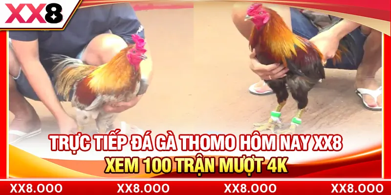 Trực Tiếp Đá Gà Thomo Hôm Nay XX8 | Xem 100 Trận Mượt 4K