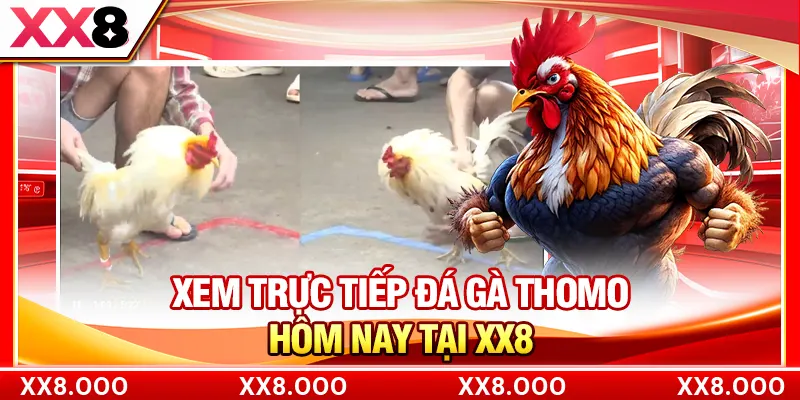Xem trực tiếp đá gà thomo hôm nay tại XX8